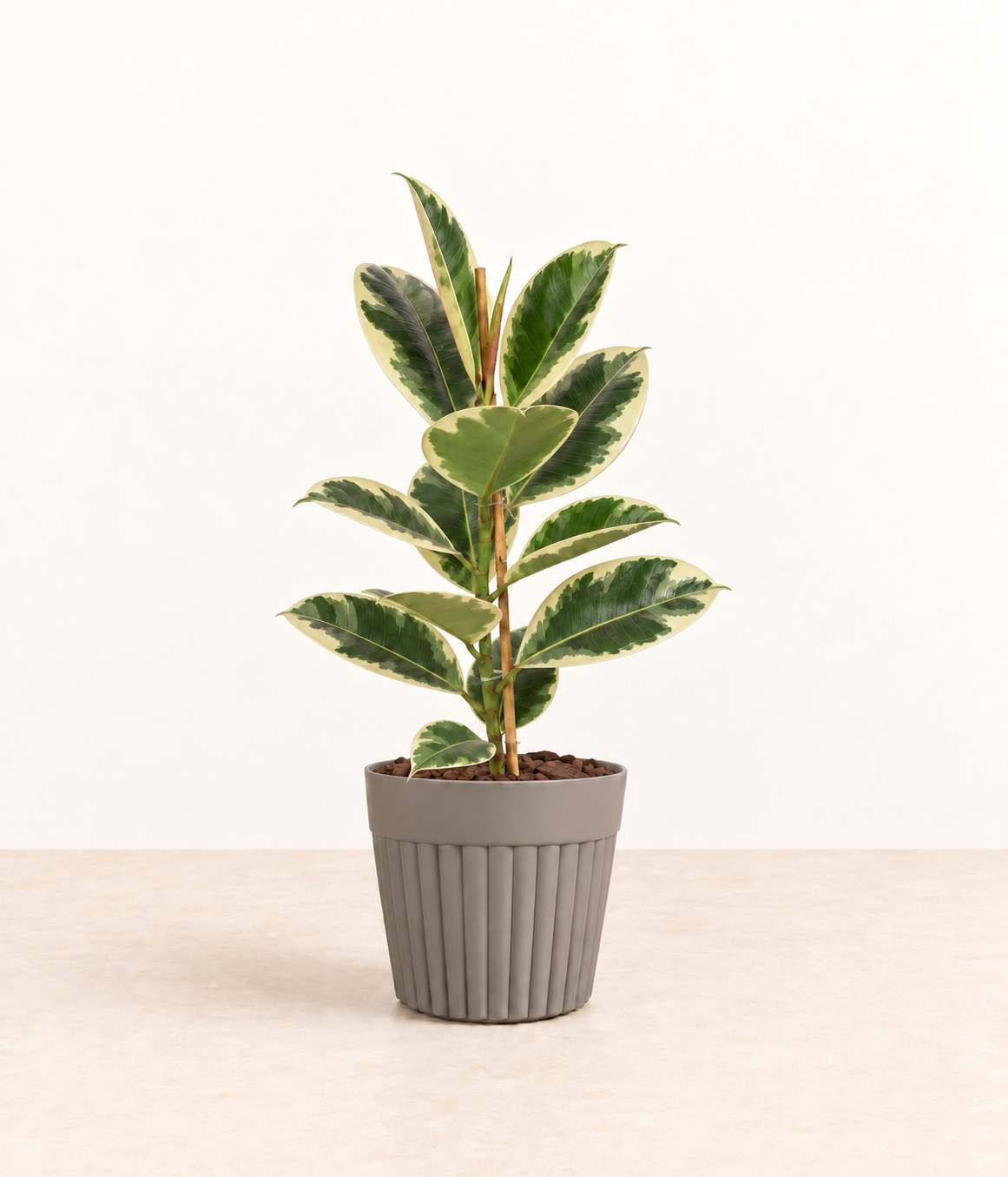 AI-generated styling illustration of variegated rubber plant in grey fluted pot with natural bark