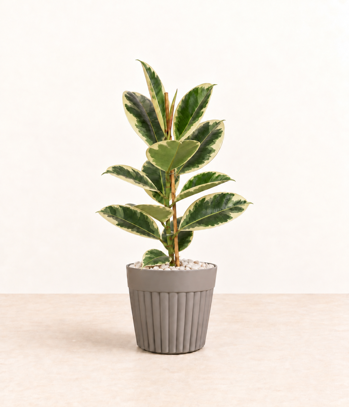 AI-generated styling illustration of variegated rubber plant in grey fluted pot with white stones